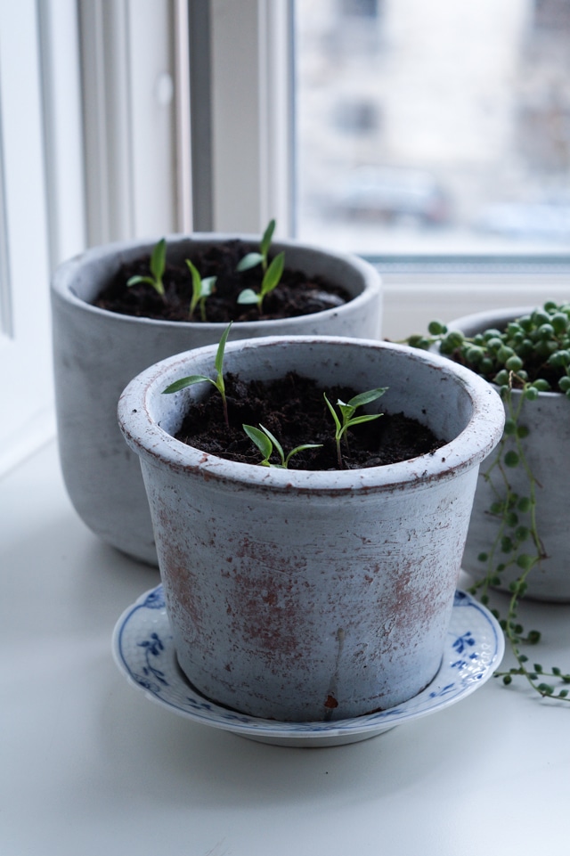 Urban garden min lille altan have stinna